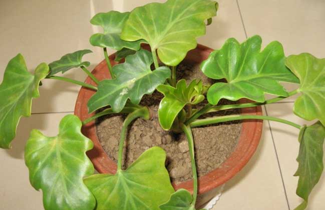 会是后宫番吗!1月新番《Seiren》详情公布|熊猫体育首页(图1) 熊猫体育公司