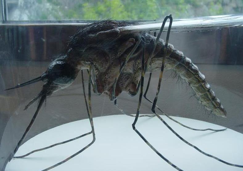 熊猫体育:皮卡丘出道22年新造型长出刘海 萌到犯规了(图3) 熊猫体育首页