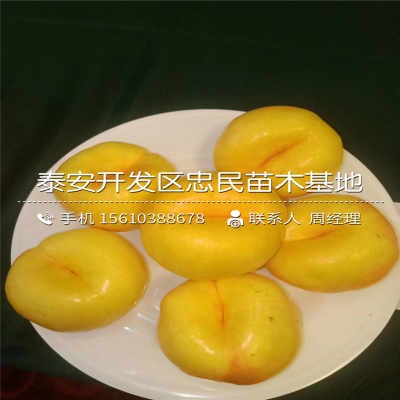 诗展作文教育,中国一个互联网+作文教育平台_熊猫体育公司(图1) 熊猫体育