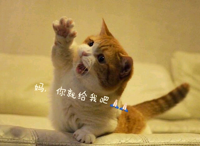 熊猫体育