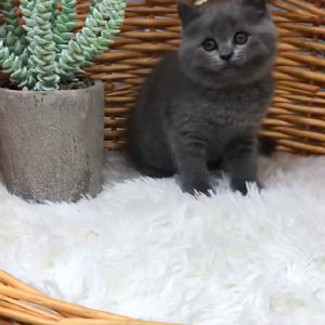 熊猫体育公司