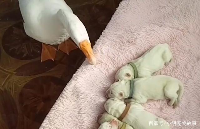 熊猫体育公司