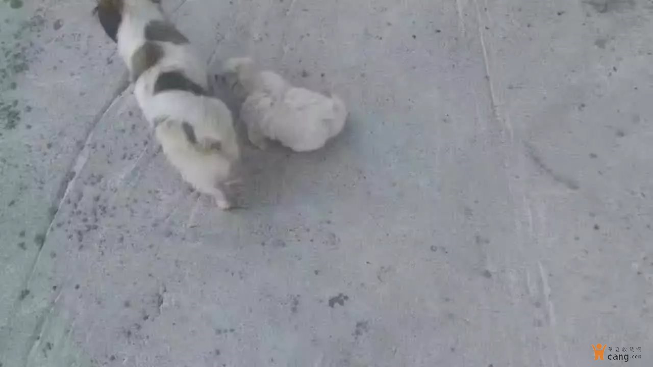 熊猫体育首页